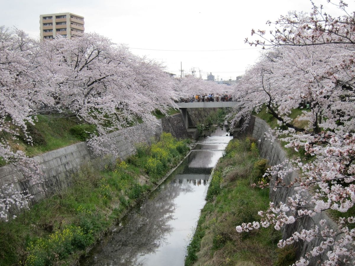 花見のはしご[i:126]