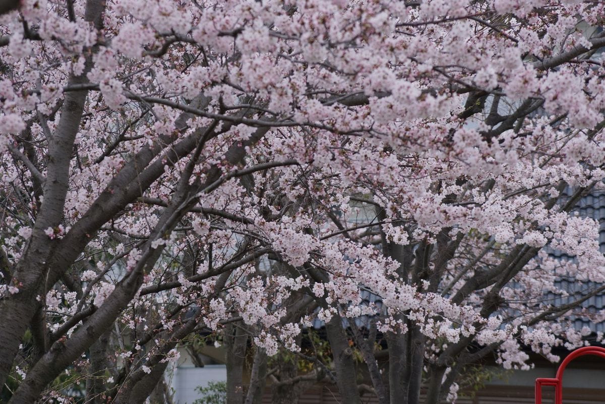 我が家の公園の桜