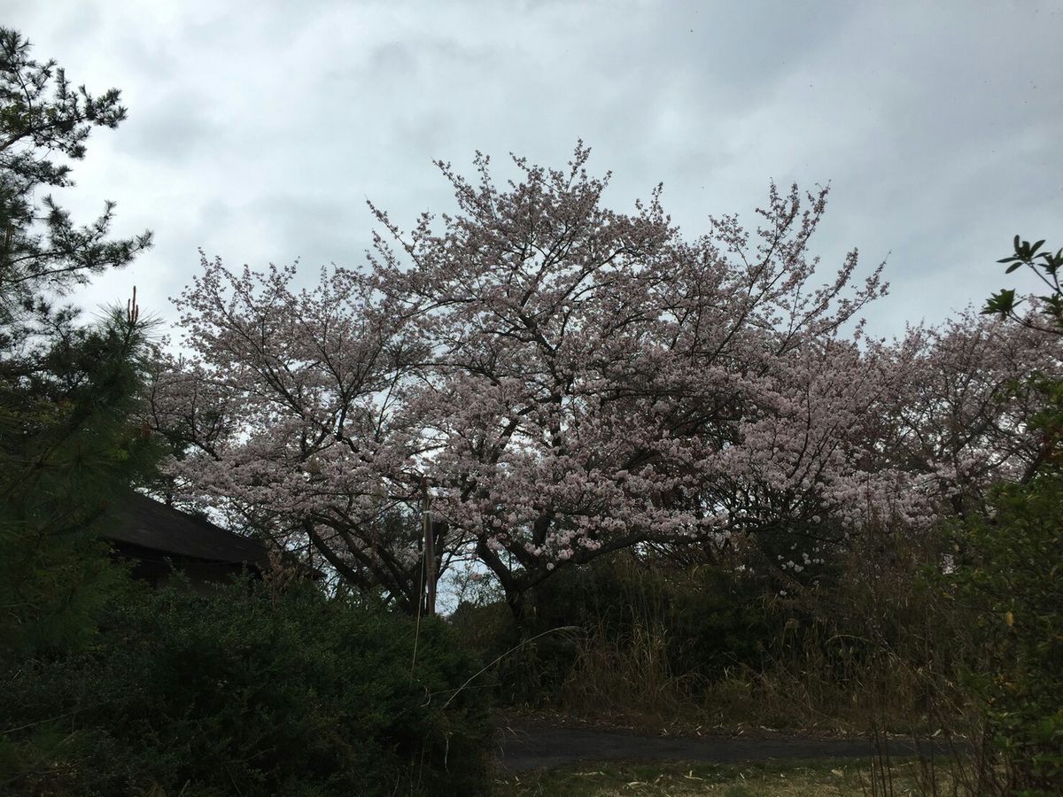 学校の実習場のサクラ‼