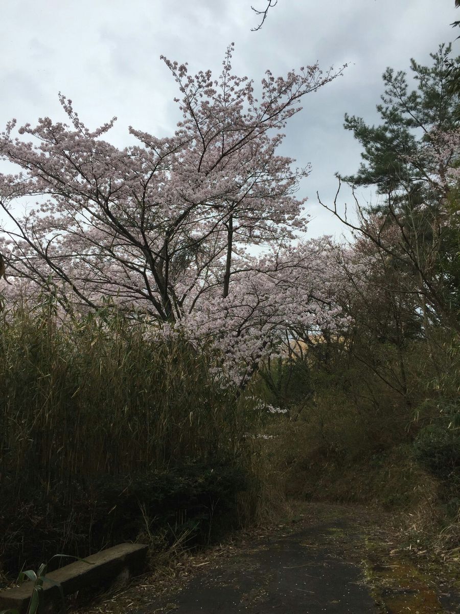 学校の実習場のサクラ‼