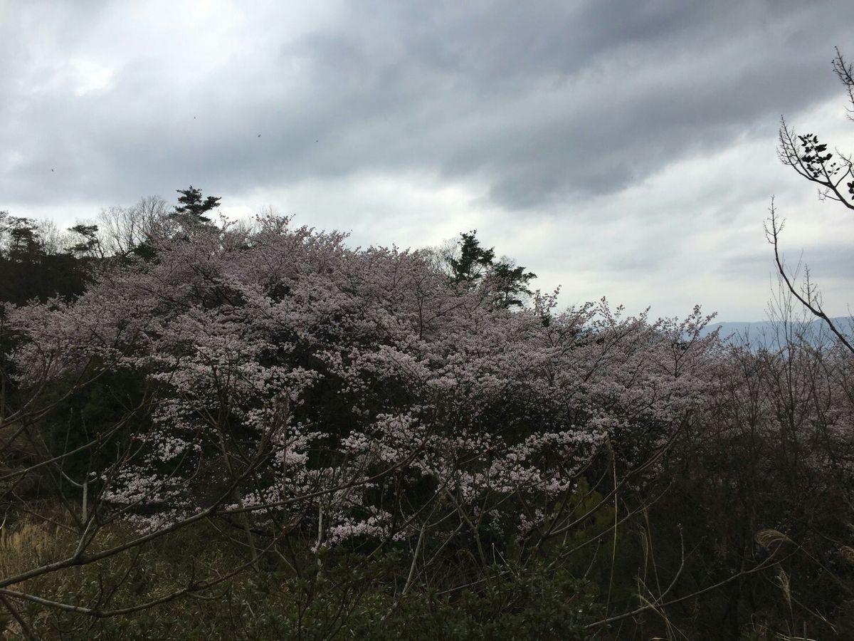 学校の実習場のサクラ‼