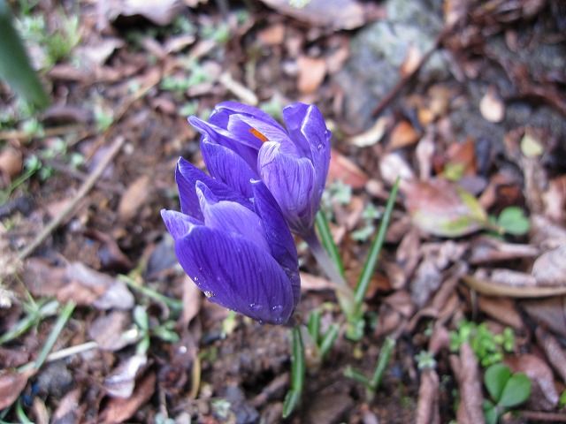 ふきのとうが芽を出しました