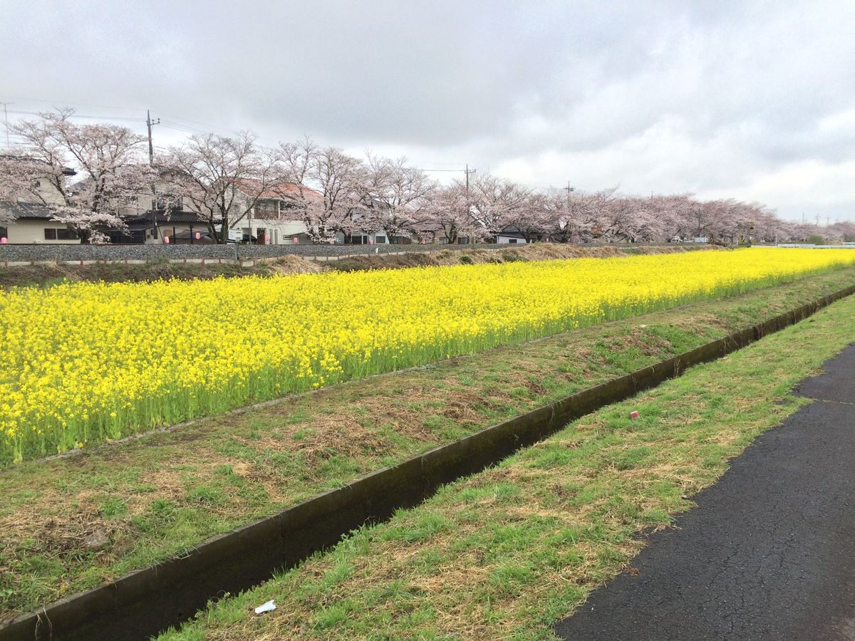 雨に濡れたさくら祭り