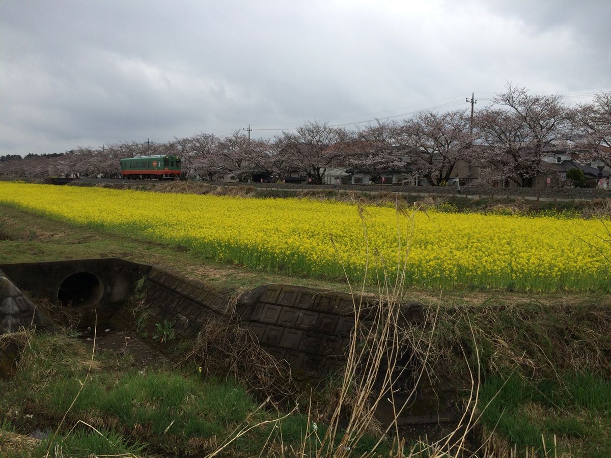 雨に濡れたさくら祭り