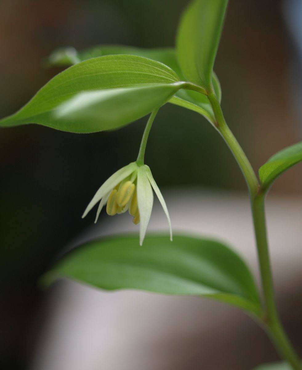 新しい鳥かごと、チゴユリと日本桜草