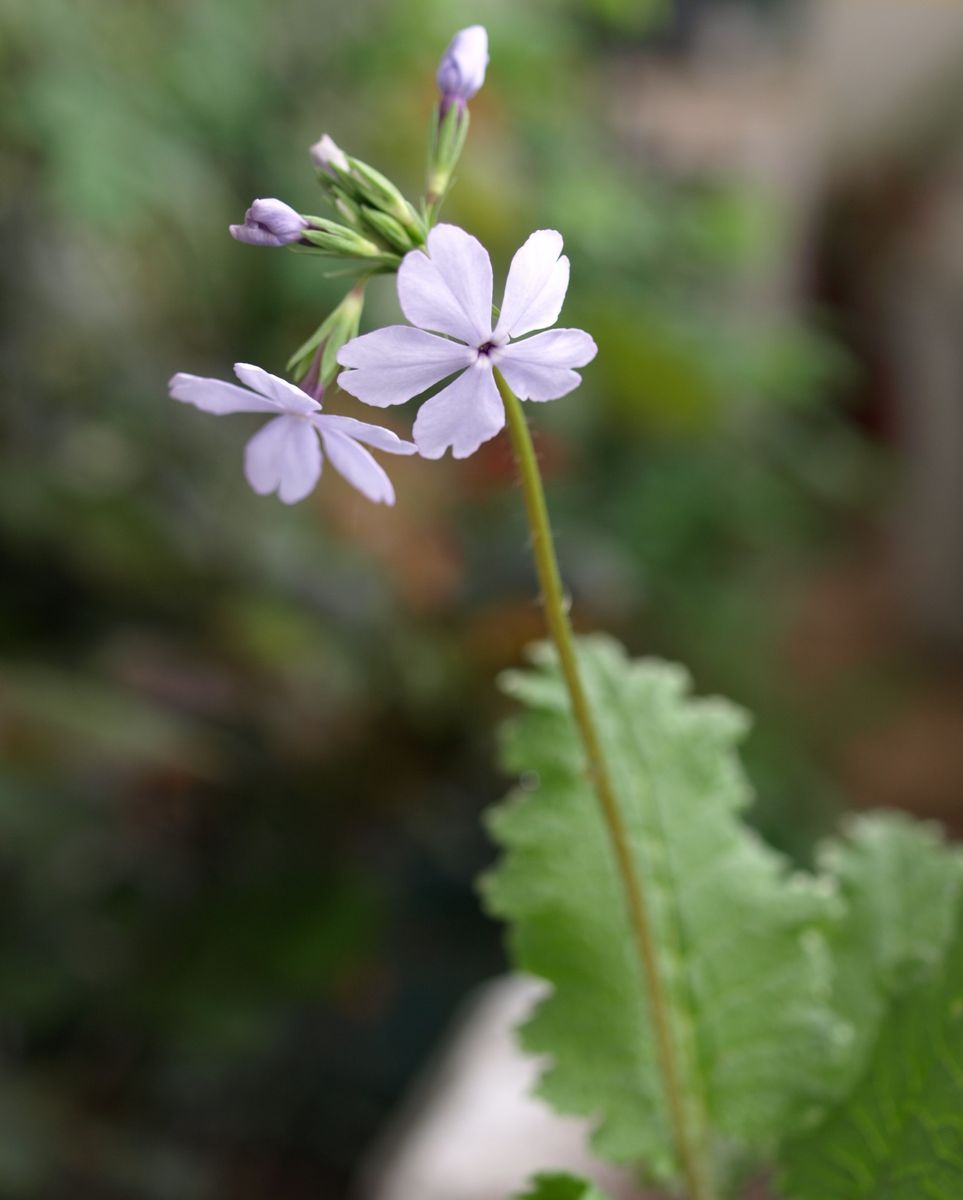 新しい鳥かごと、チゴユリと日本桜草