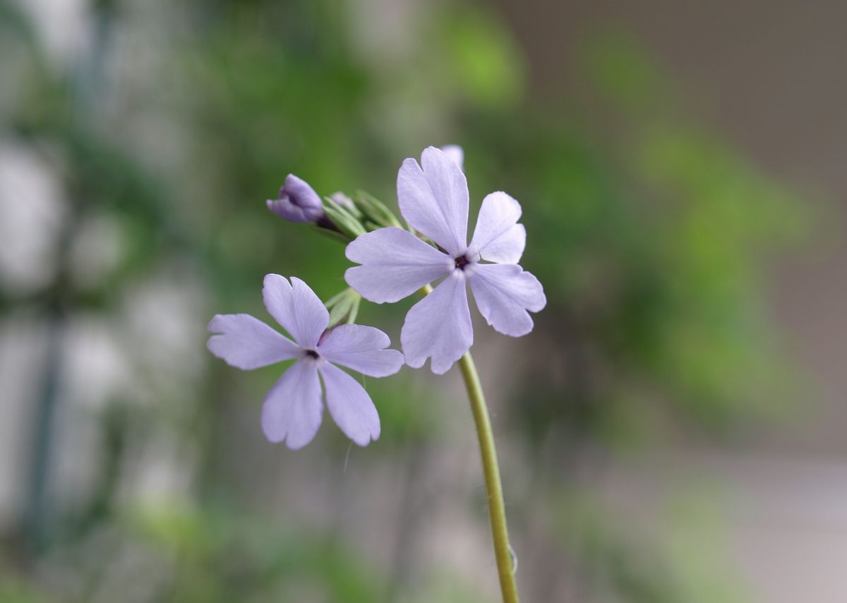 新しい鳥かごと、チゴユリと日本桜草