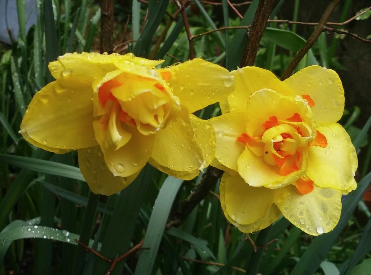 雨上がりに咲いたお花たち