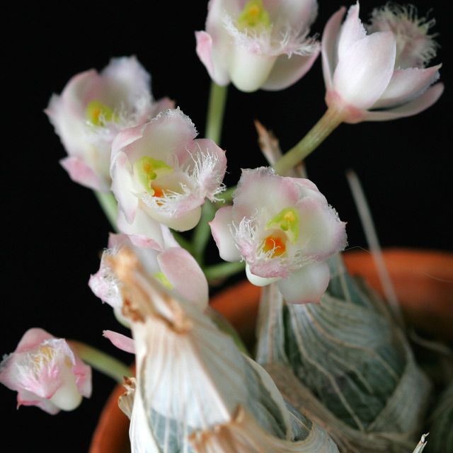 Cl. Rebecca Northen 'Grapefruit Pink'