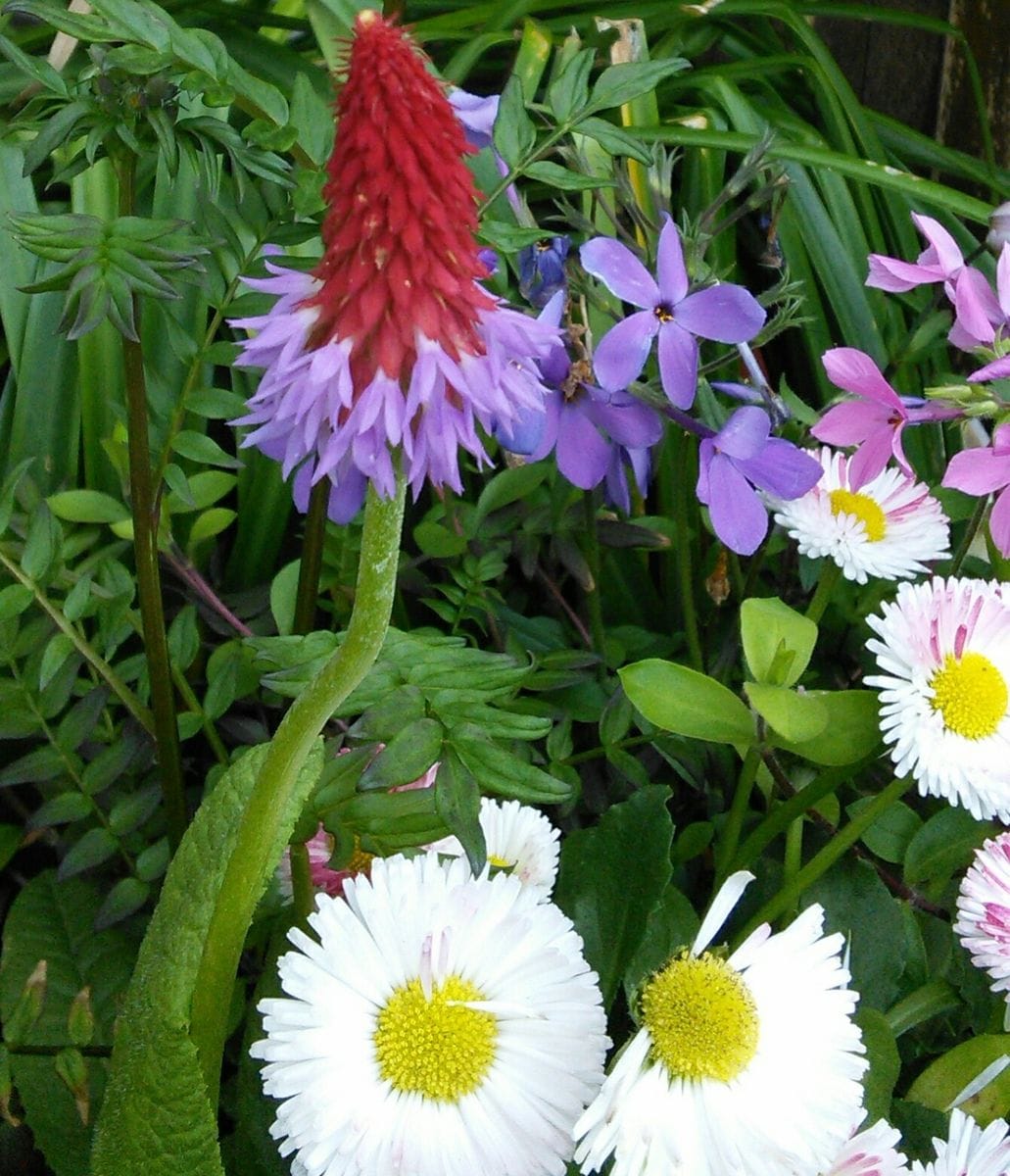 原種チューリップ咲きましたー🌸