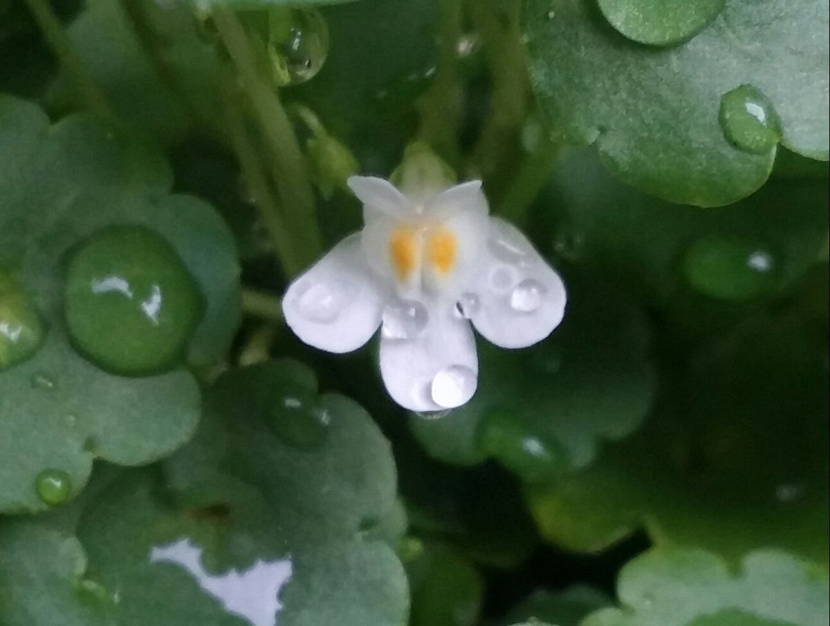 永遠の白い約束～(96)～