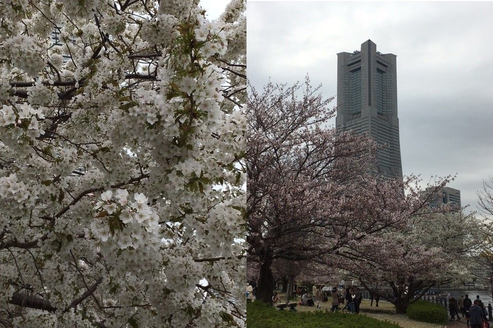 🌸桜が散り始めそうですね🌸