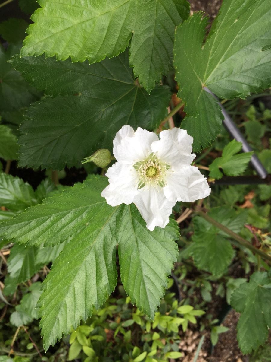 カリンの花が咲いて来ました。