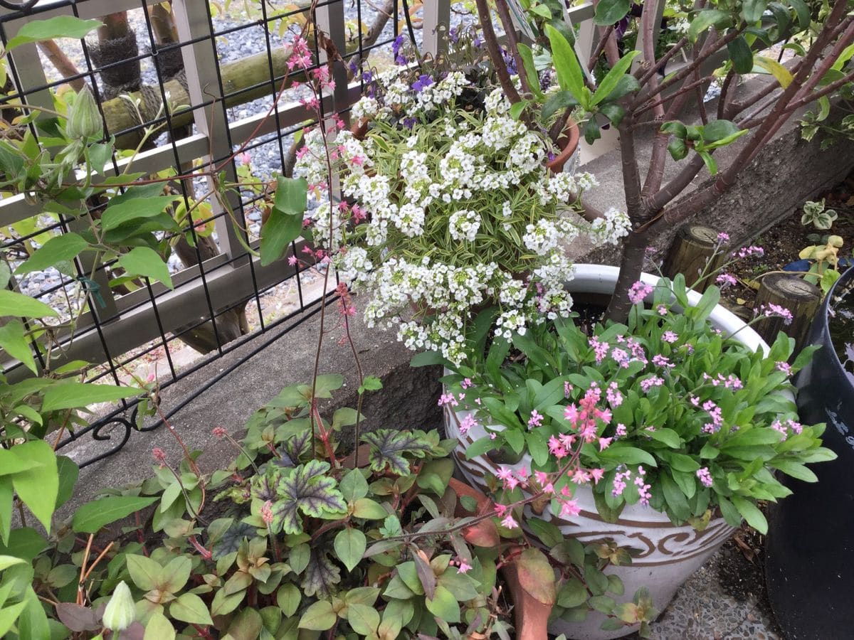 カリンの花が咲いて来ました。