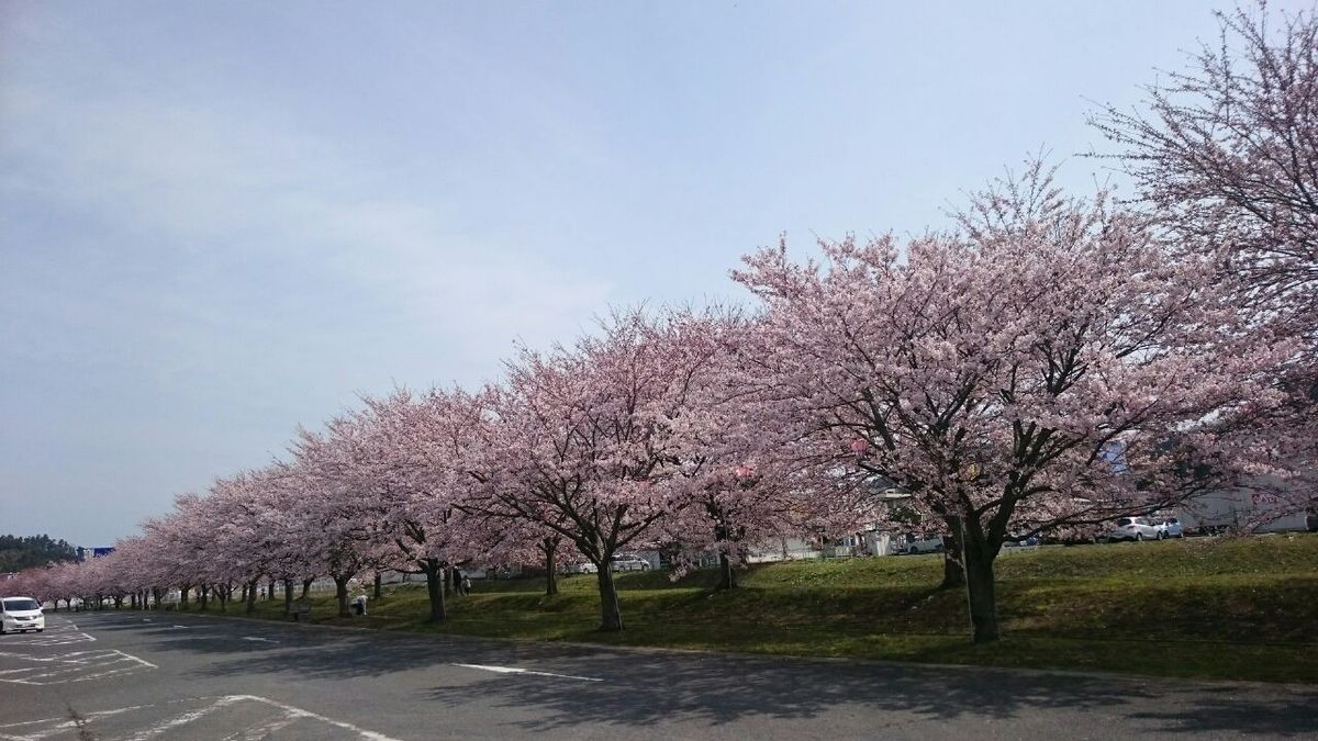 今週も桜♪