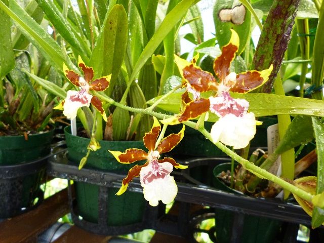 Onc.jungle Monarch ‘Everglades’