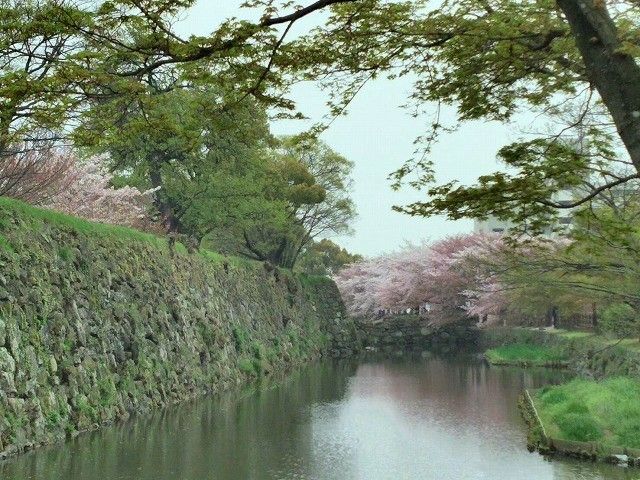 今年も見れた城下の桜～*