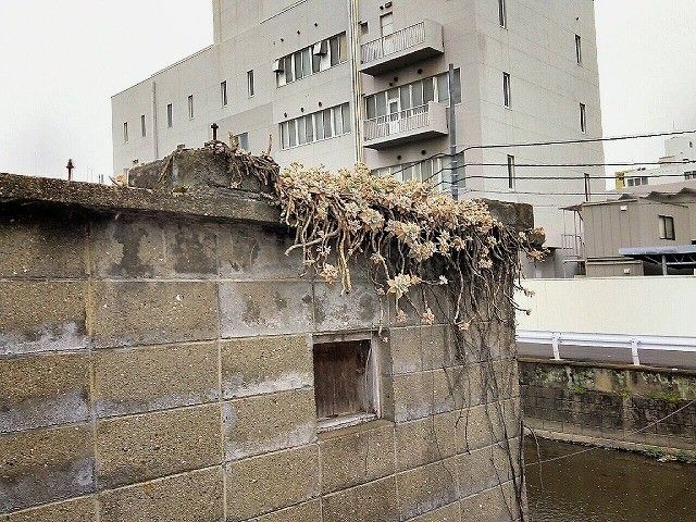 今年も見れた城下の桜～*