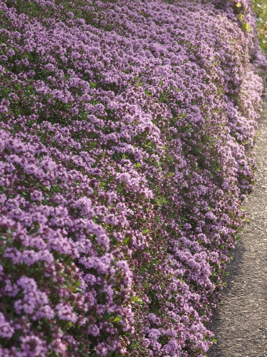 ピンクの花