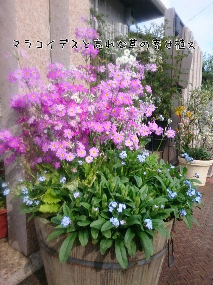 玄関先から、寄せ植えにバラに木♪