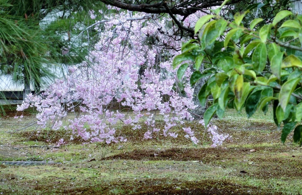 お花見オフ会 in 京都