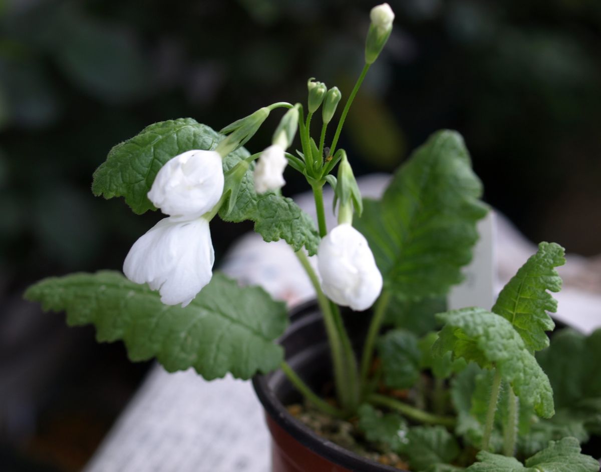 日本桜草、三種