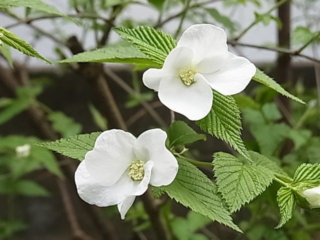 白い花 ３種類 園芸日記byゆきこ みんなの趣味の園芸