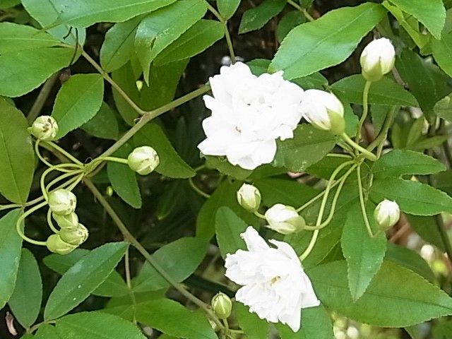 白い花 ３種類 写真3枚目 ゆきこさんの日記 みんなの趣味の園芸16 04 12