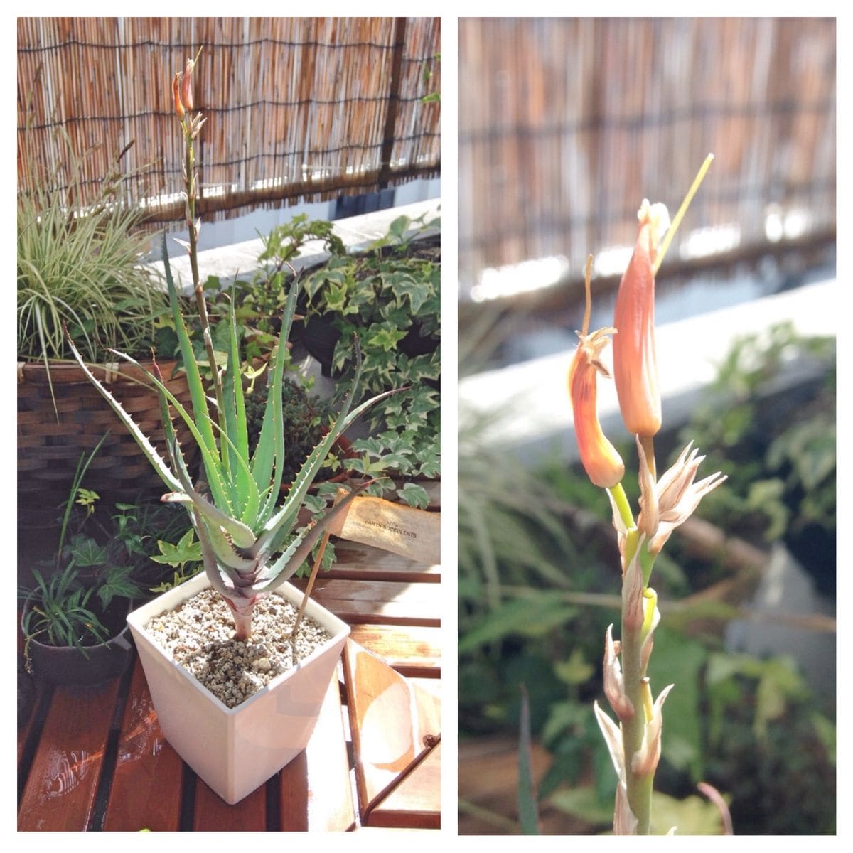 多肉植物の花芽 〜その後〜