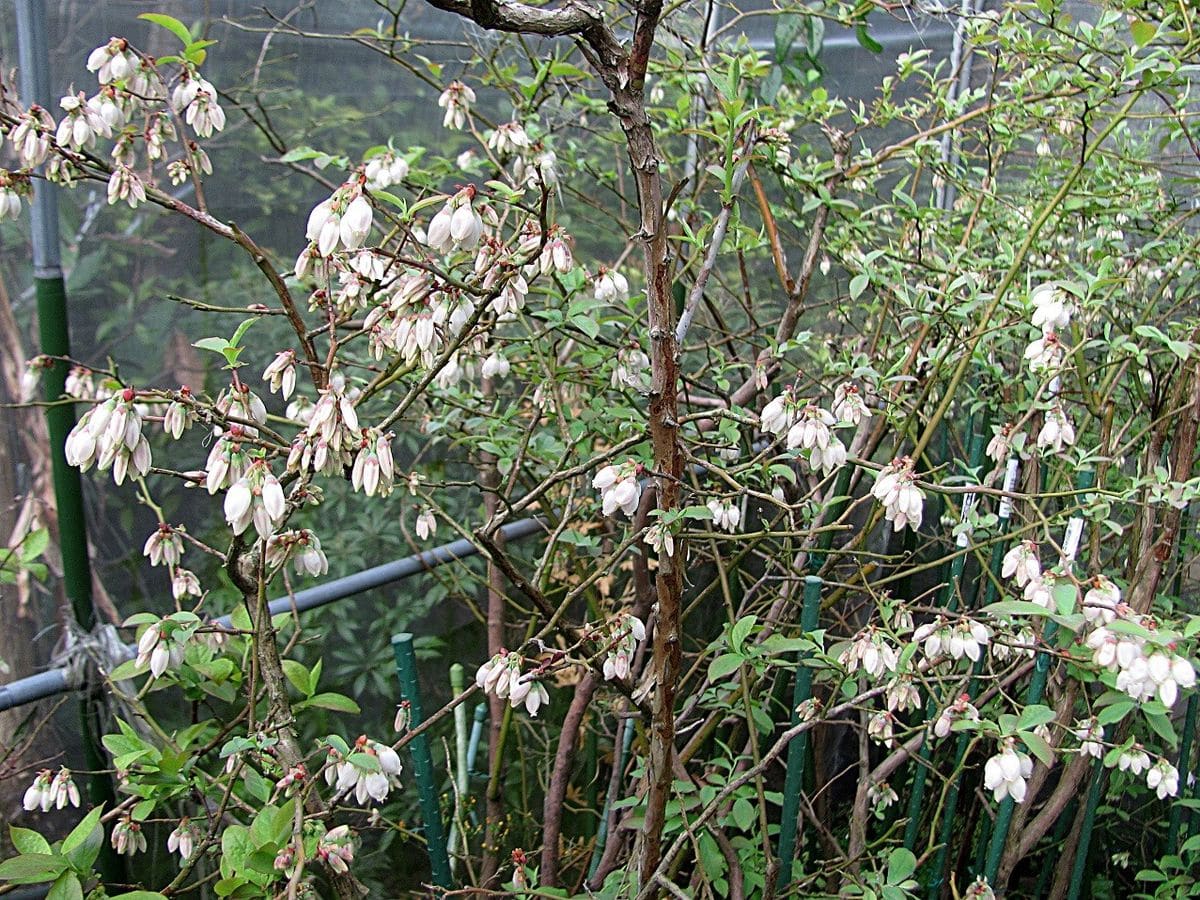 ブルーベリー・花満開