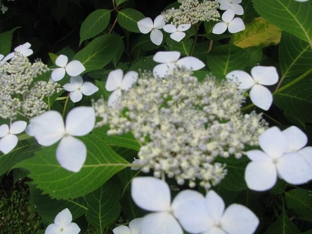 野草園にどうぞ　平成23年６月３０日号