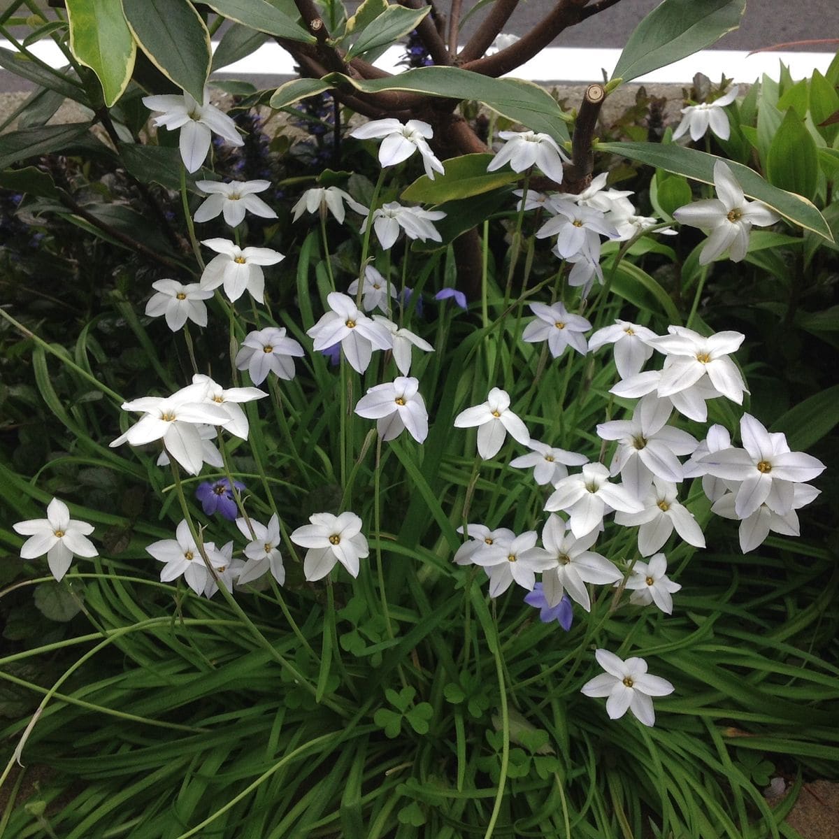 鈴蘭の花芽❗️