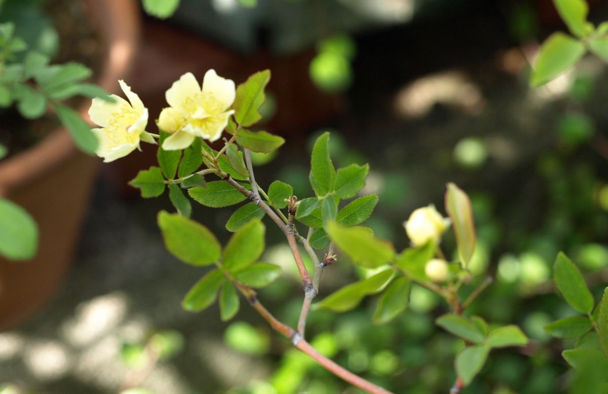 薔薇の季節の始まり