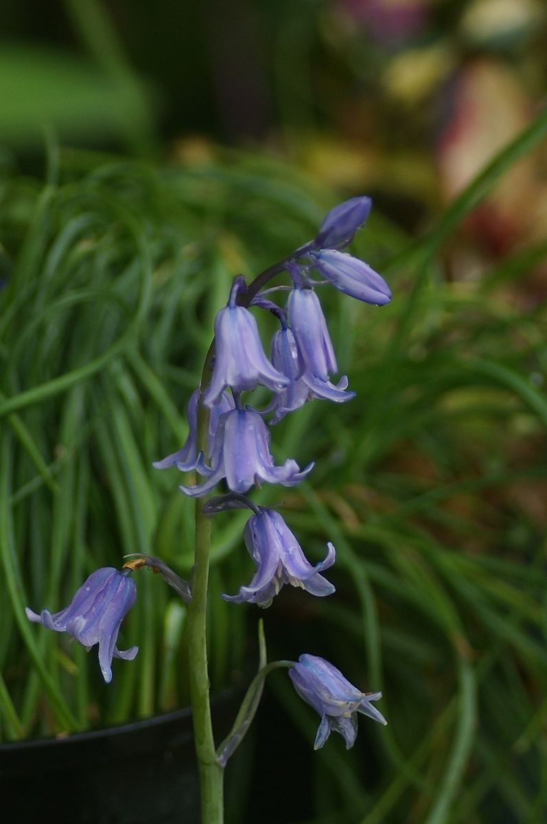 我が家の庭（草・花）