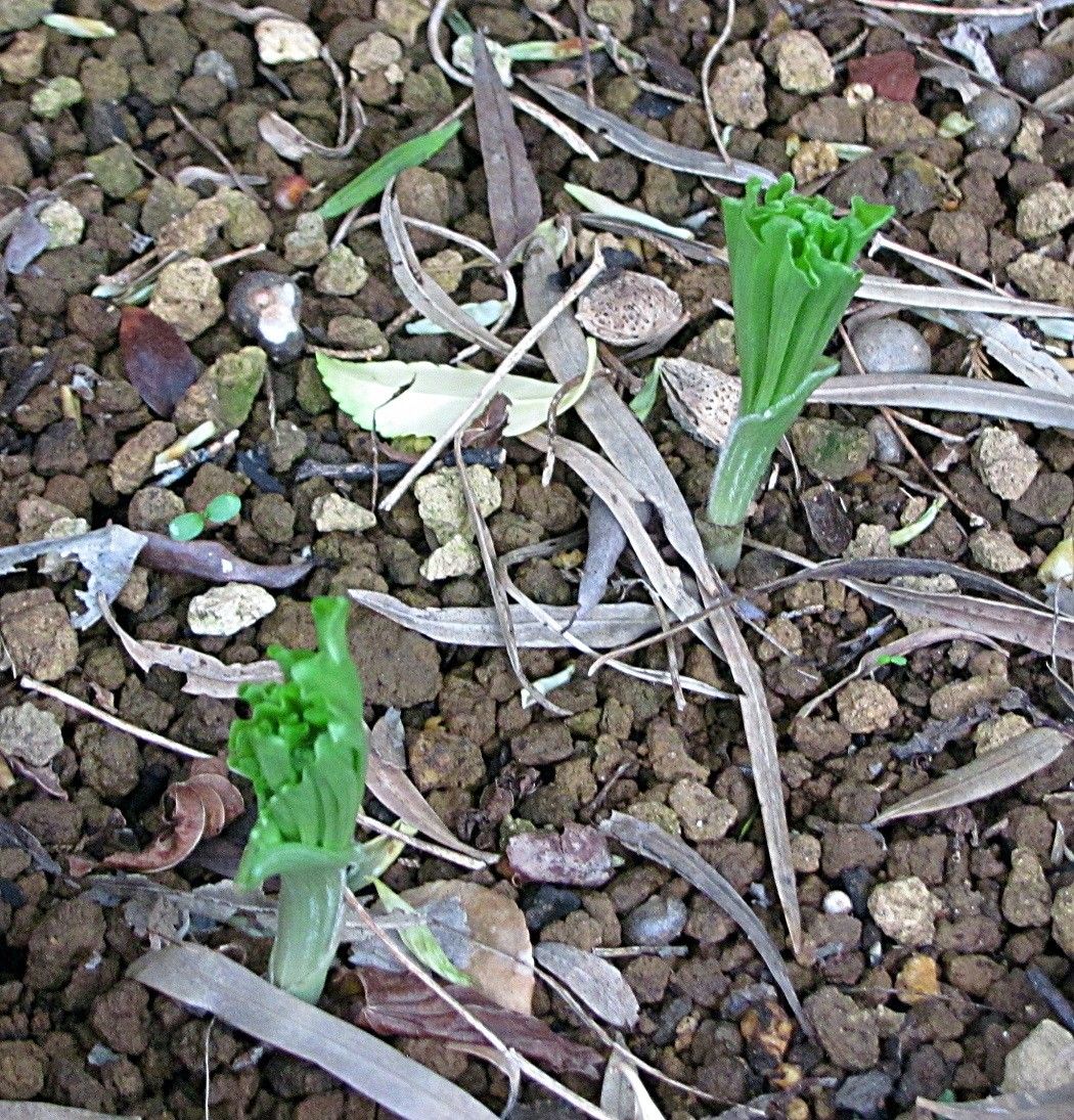 水芭蕉と熊谷草