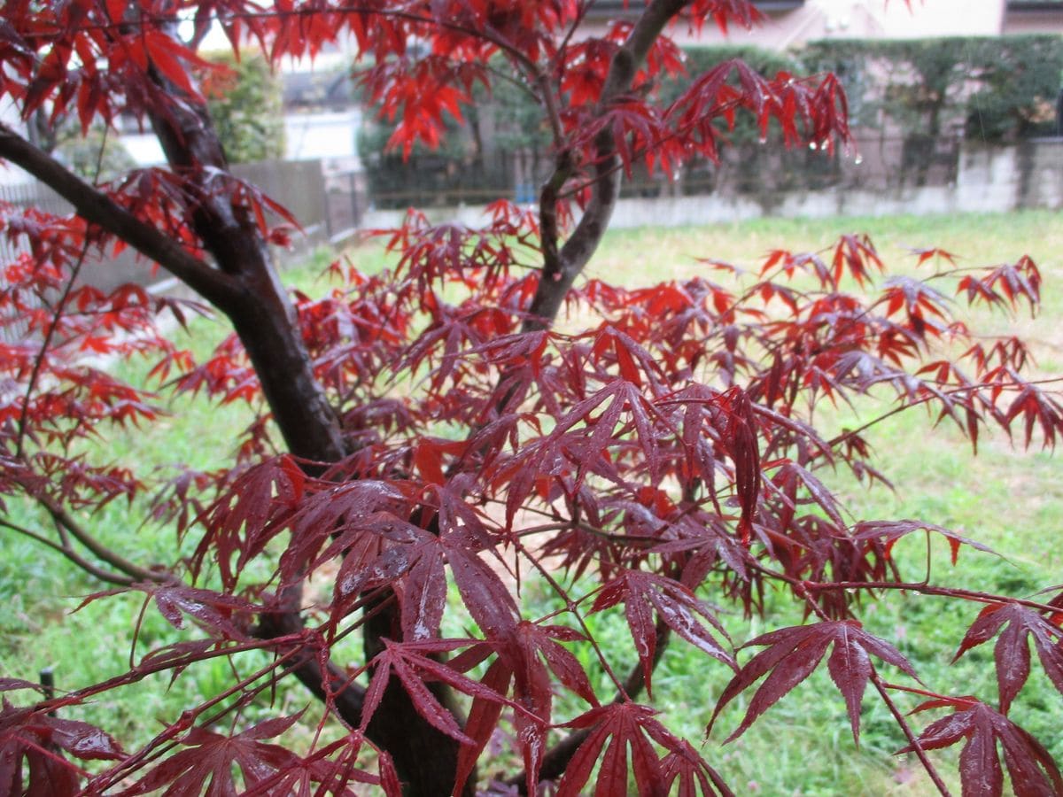 木々の新芽