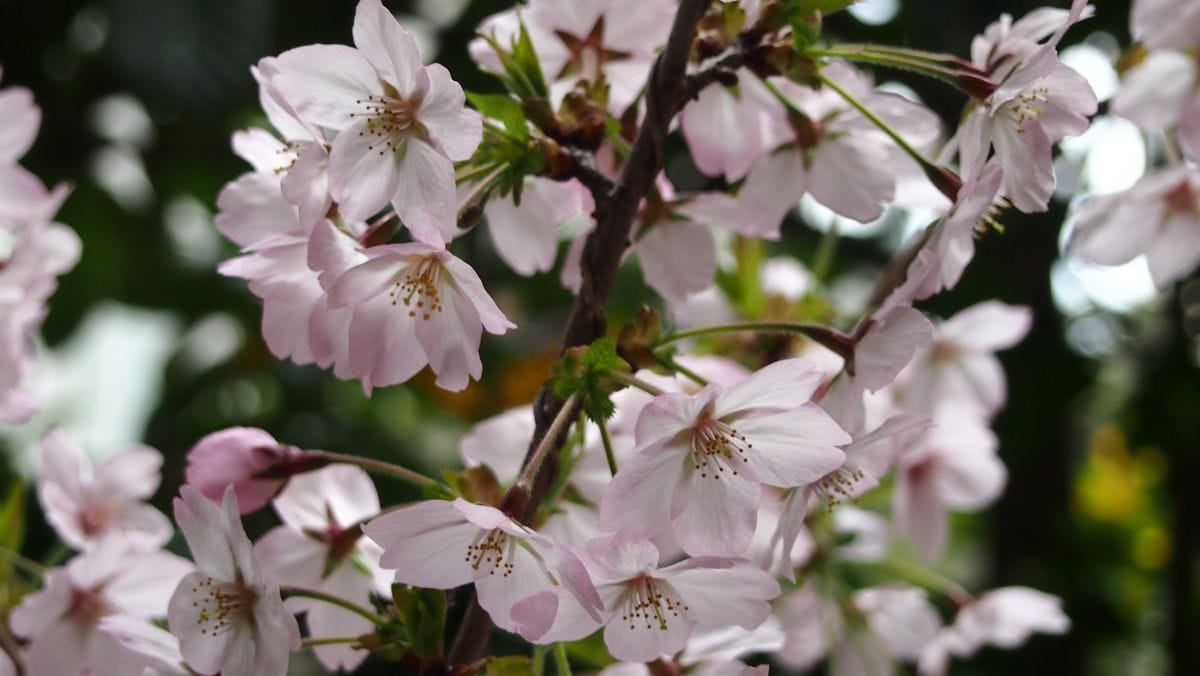 水仙とチューリップ。そして桜。