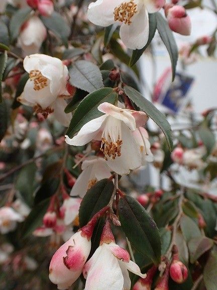 ツバキ　エリナ　開花中