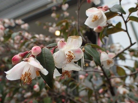 ツバキ　エリナ　開花中