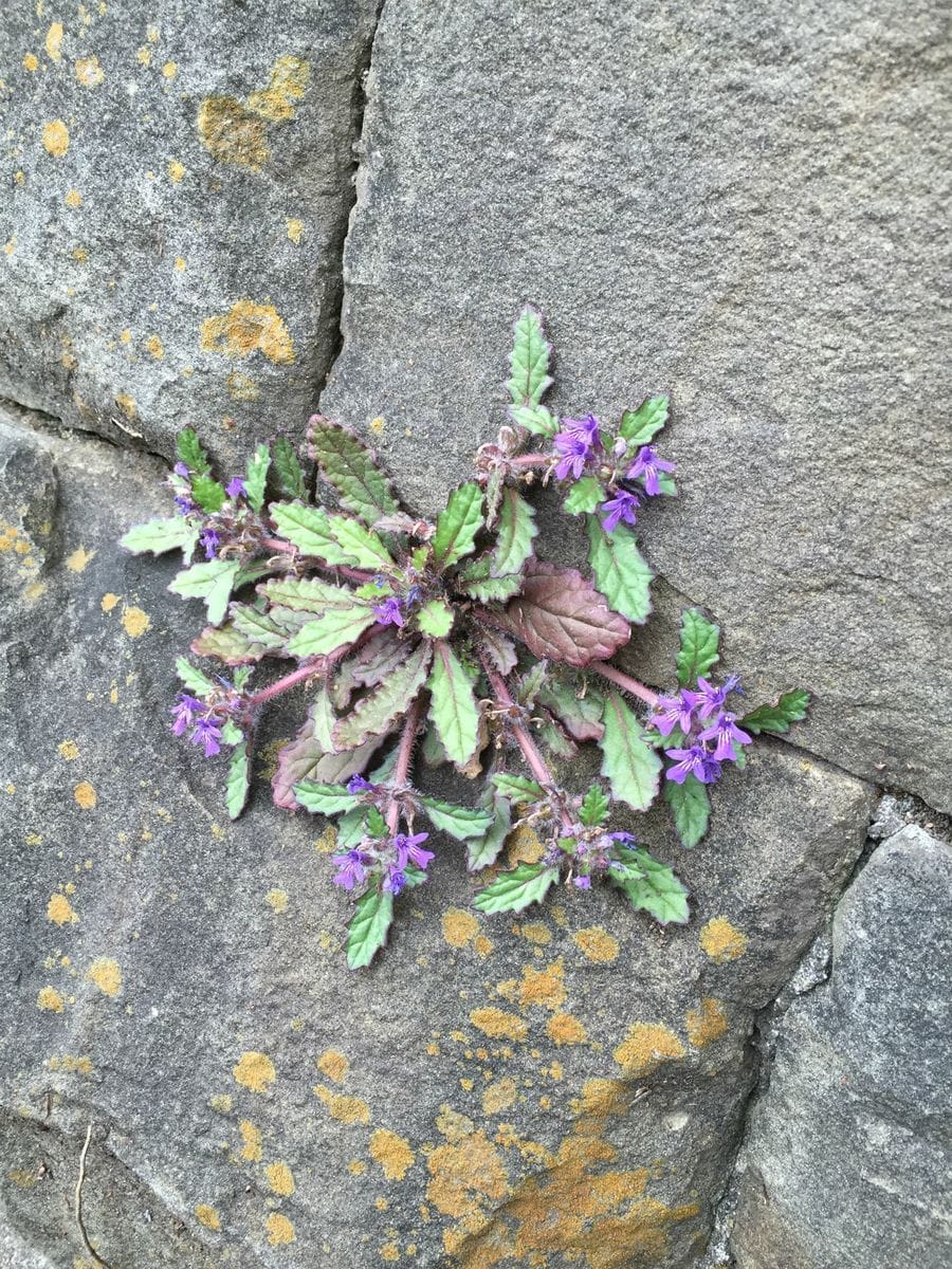 『地獄の釜の蓋』という植物名をご存知？