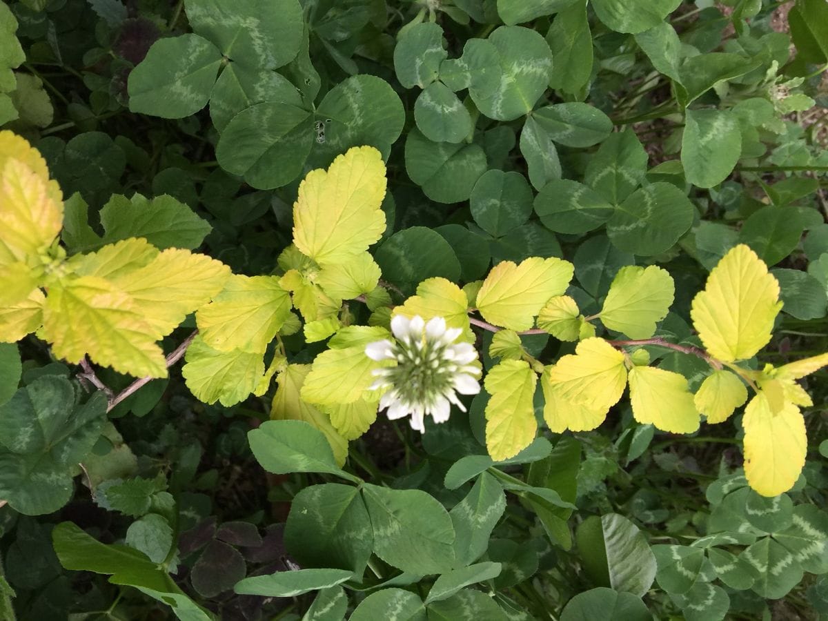 今日の花    4