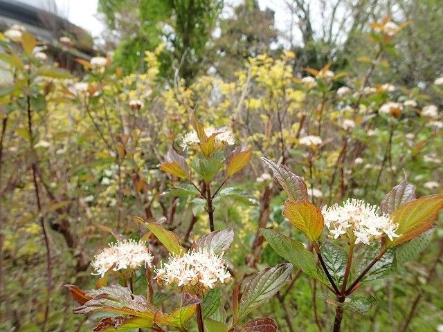 芽吹きの季節