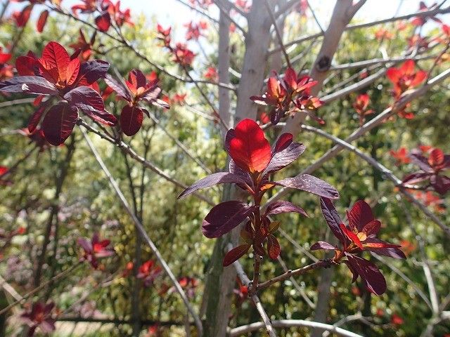 芽吹きの季節