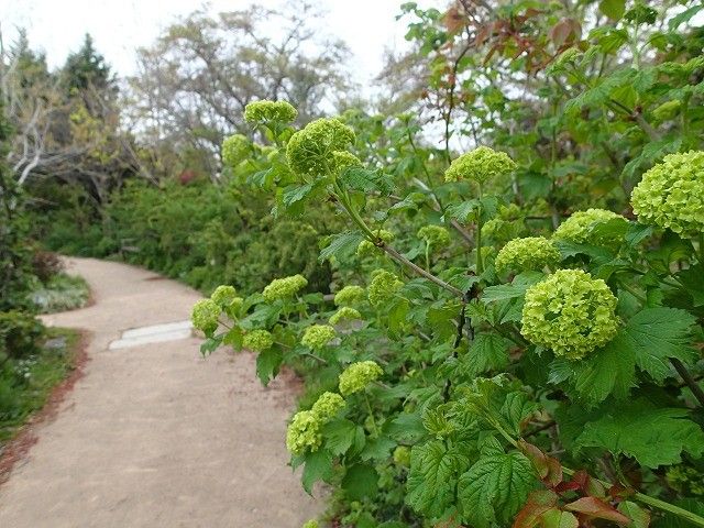 芽吹きの季節