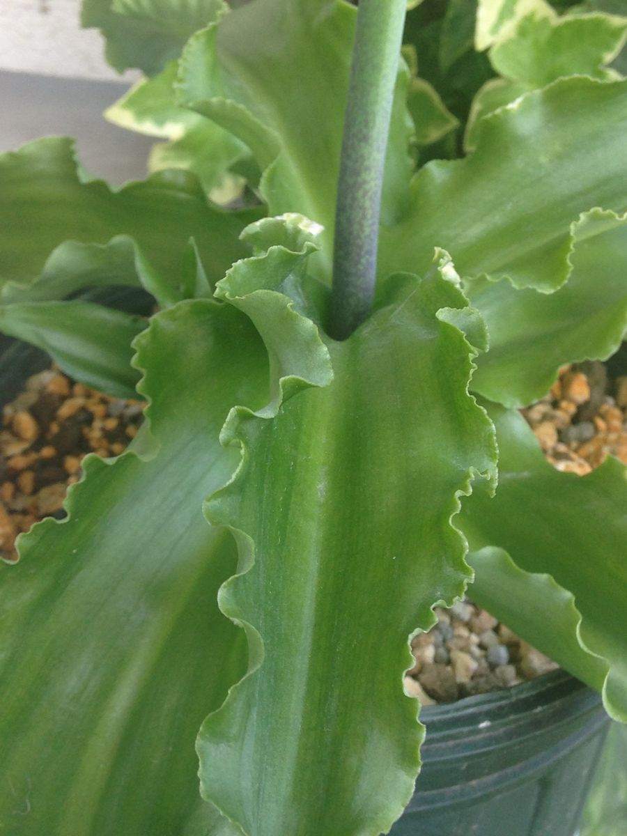 veltheimia bracteata 'Rosalba'