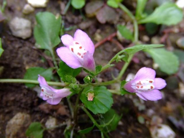 サキゴケの花