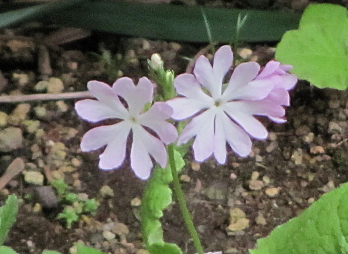 日本桜草が咲きだして