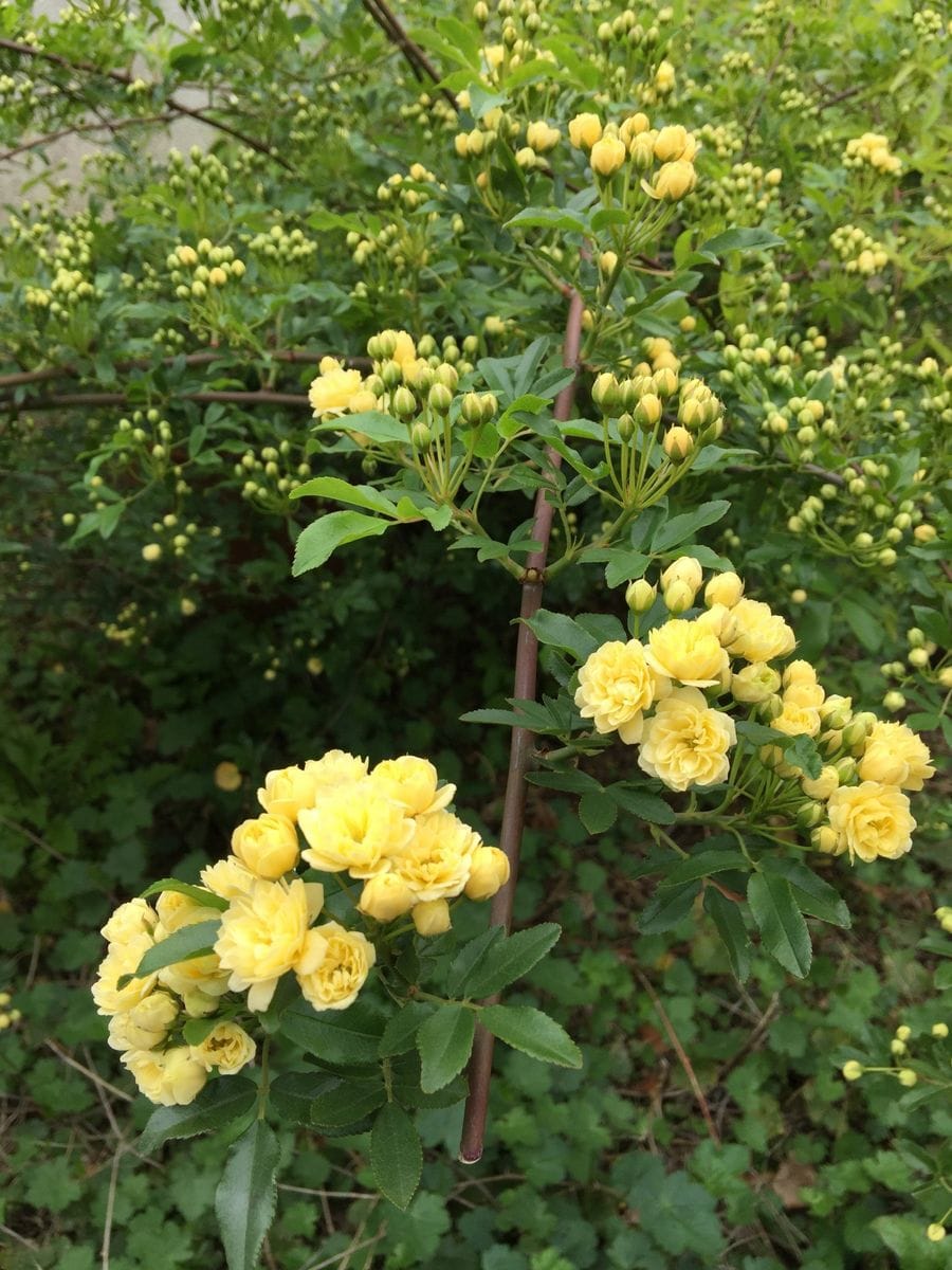 今日の薔薇