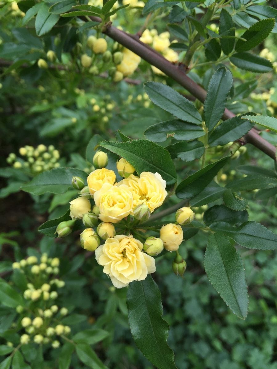 今日の薔薇