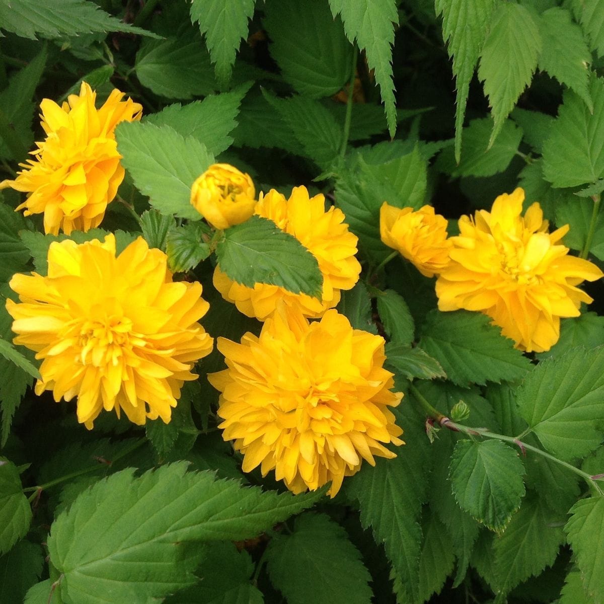 明るい花…八重山吹❗️